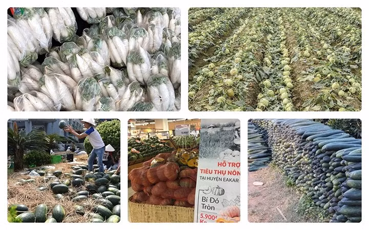 Từ đầu năm 2018, có nhiều loại nông sản Việt phải "xếp hàng" chờ "giải cứu", trong đó có củ cải, su hào, dưa hấu, bí đỏ, bí xanh...