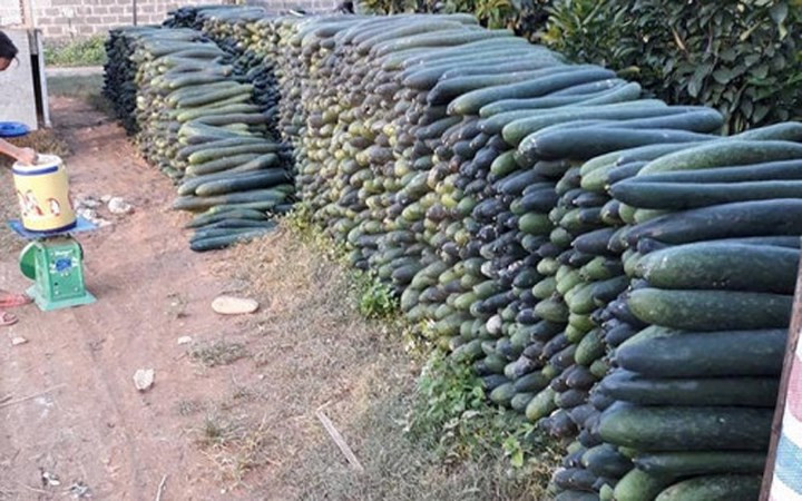 Hàng trăm tấn bí xanh ở Kim Bôi, Hòa Bình đã đến vụ thu hoạch mà vẫn chưa thấy các thương lái đến thu mua. Bí xanh xếp thành bức tường chờ giải cứu. (Ảnh: Dân Việt)