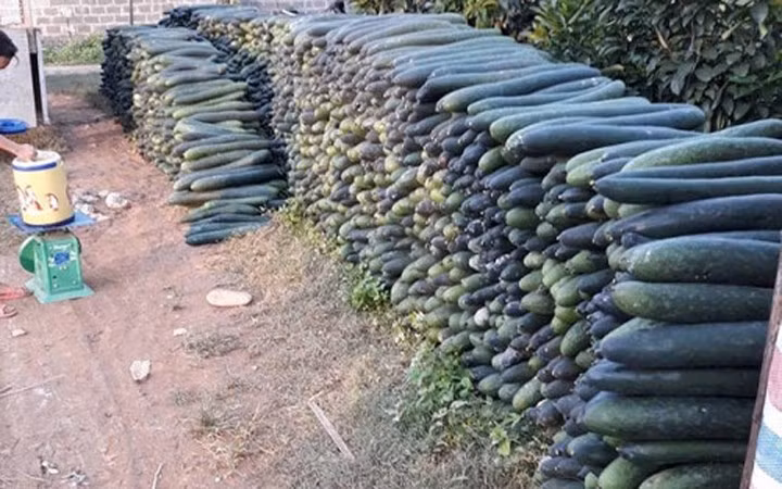 Hàng trăm tấn bí xanh ở Kim Bôi, Hòa Bình đã đến vụ thu hoạch mà vẫn chưa thấy các thương lái đến thu mua. Bí xanh xếp thành bức tường chờ giải cứu. (Ảnh: Dân Việt)