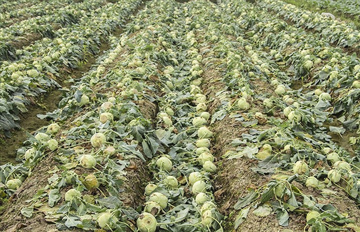 Hồi tháng 3, củ cải Mê Linh đưa về Hà Nội chưa được "giải cứu" xong thì nhiều nông dân ở Hải Dương đang phải vứt bỏ hàng tấn su hào do bí đầu ra.