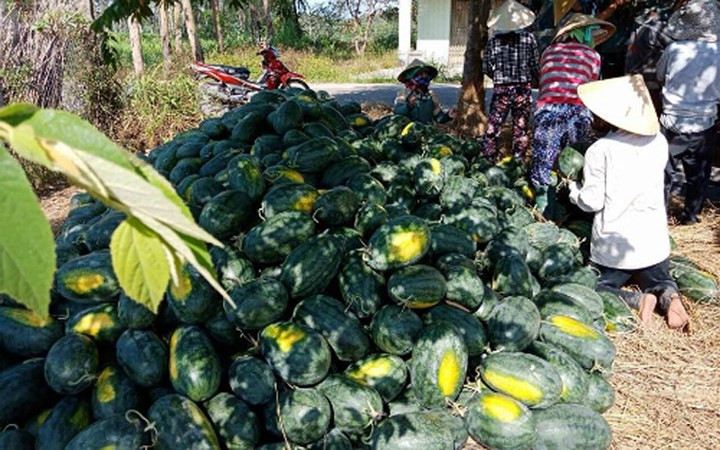 Dưa hấu tại Quảng Ngãi đang được thu mua với giá chỉ 2.000 đồng mỗi kg. (Ảnh: VnExpress)