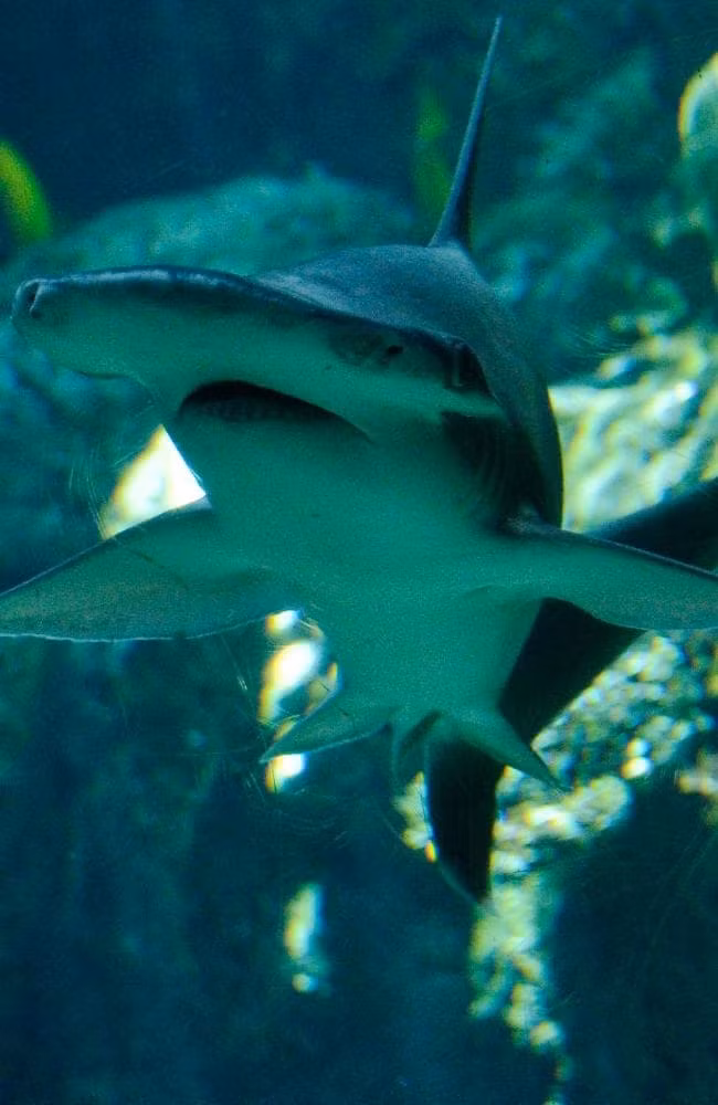 Cá mập Bonnethead biết ăn và hấp thụ cỏ biển.