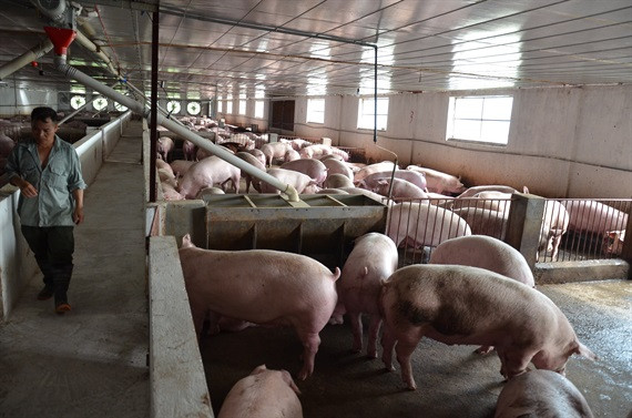 Nuôi lợn quy mô công nghiệp nên đầu tư máy ép phân