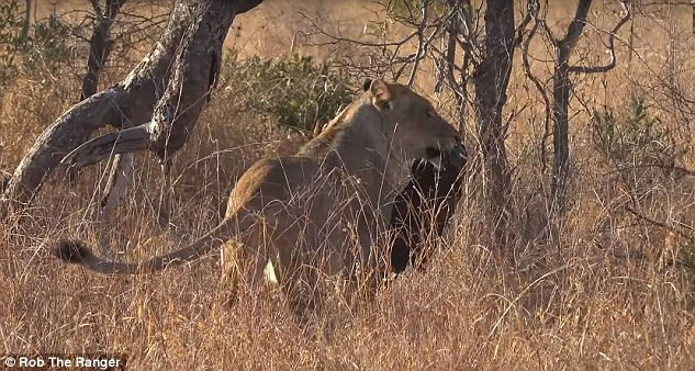 Nếu nuốt phải túi ni lông, các loài sinh vật có thể bị đe dọa đến tính mạng.