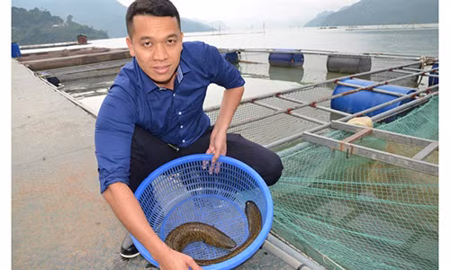 Bắt cá chình lên để kiểm tra.