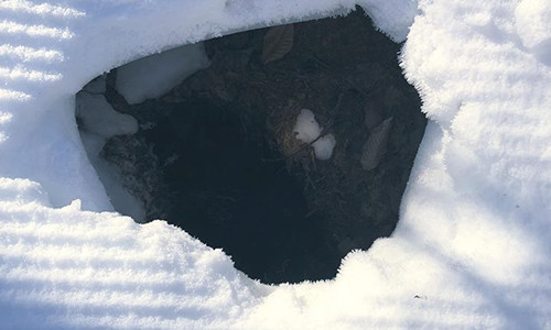 Gia đình gấu ngủ đông trong một hố tuyết ở Mỹ.