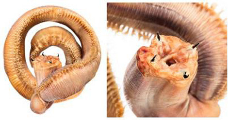 Trùn máu được Ronald Jenner gọi là "sâu mang mặt nạ Halloween".