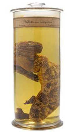 "Quái vật Gila" bên trong lọ bảo quản.