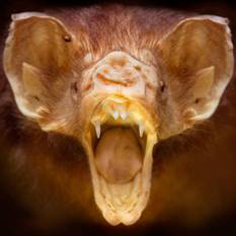 Dơi quỷ hút máu ở Trung và Nam Mỹ.