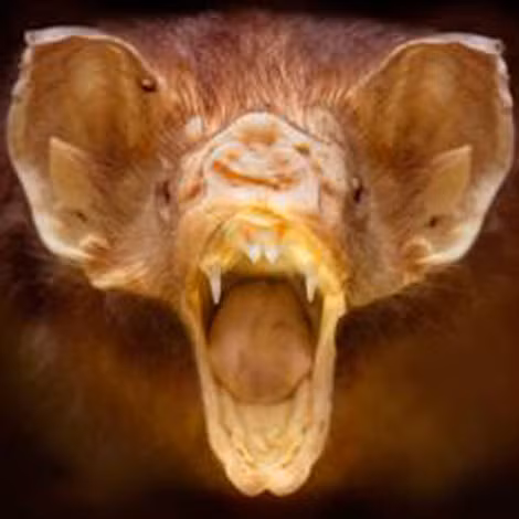 Dơi quỷ hút máu ở Trung và Nam Mỹ.