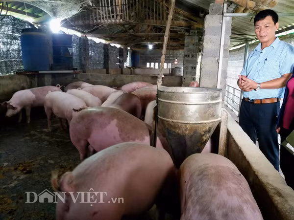 Anh Tường bên trang trại lợn của Hợp tác xã do mình làm Giám đốc ở Cấn Hữu, huyện Quốc Oai (Hà Nội).