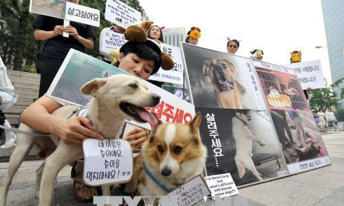 Các nhà hoạt động Hàn Quốc tuần hành kêu gọi bảo vệ động vật và phản đối việc ăn thịt chó tại Seoul. Ảnh: AFP/TTXVN