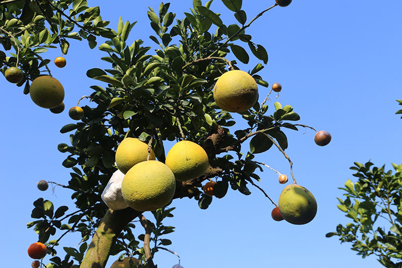 Cây ngũ quả có nhiều mức giá khác nhau, tùy vào tuổi và tán cây, số lượng quả.