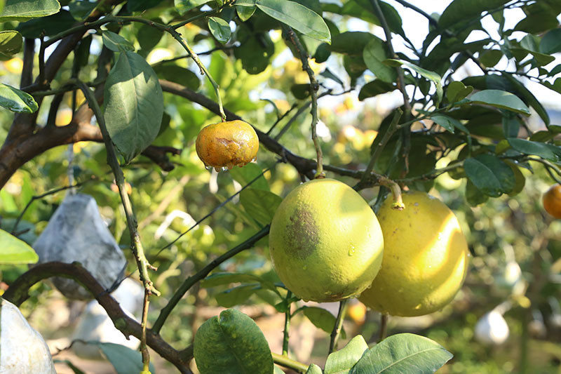 Các loại cam canh, phật thủ, chanh, quất,... được ông ghép vào cây bưởi Diễn hoặc bưởi đỏ.