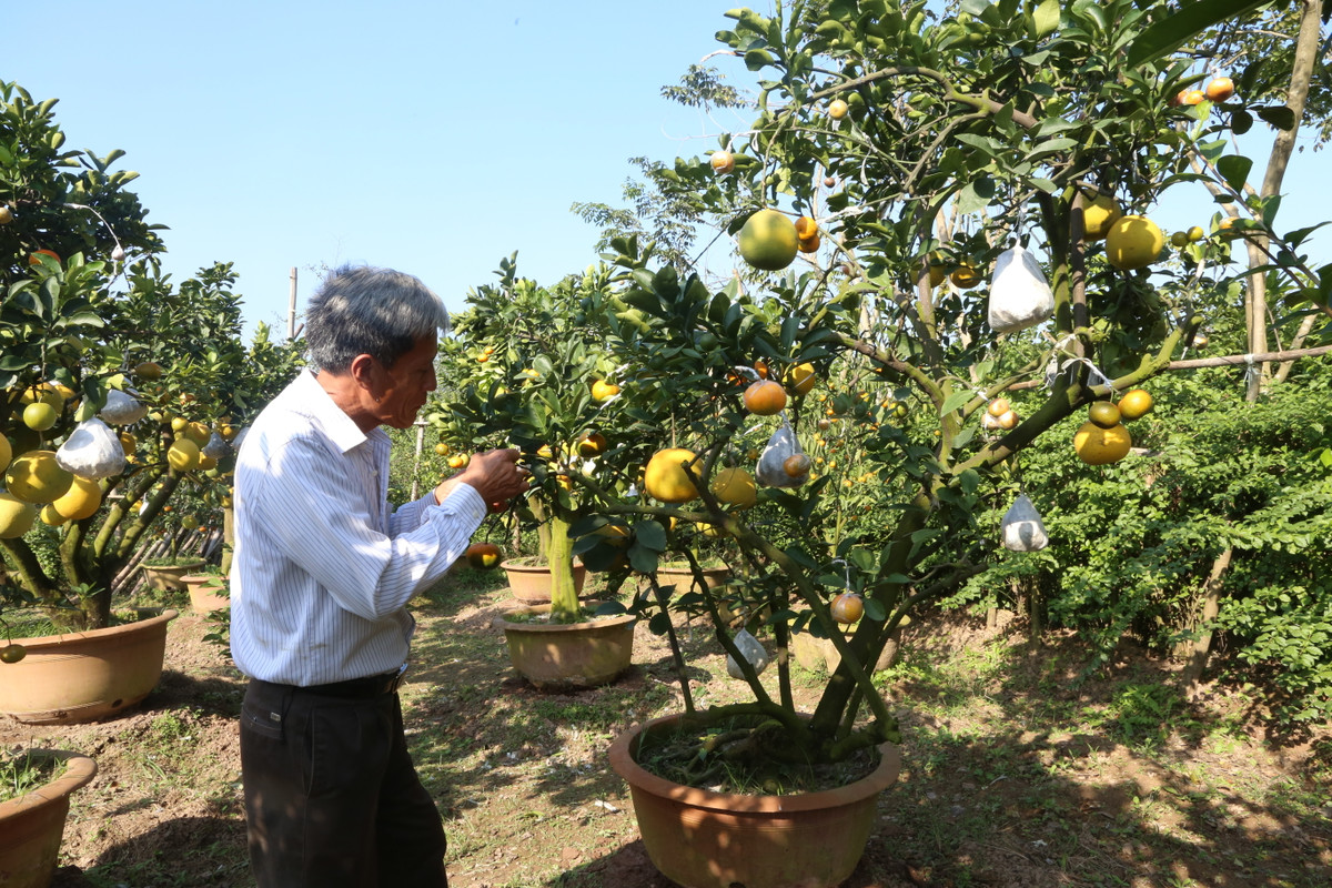 Mỗi năm, cứ gần đến Tết, ông lại dành nhiều thời gian và công sức chăm sóc, ghép chiết cành, quả cho cây.