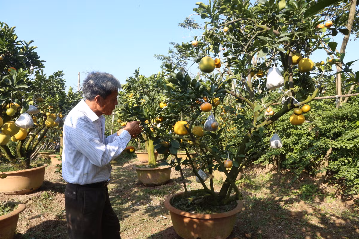 Mỗi năm, cứ gần đến Tết, ông lại dành nhiều thời gian và công sức chăm sóc, ghép chiết cành, quả cho cây.