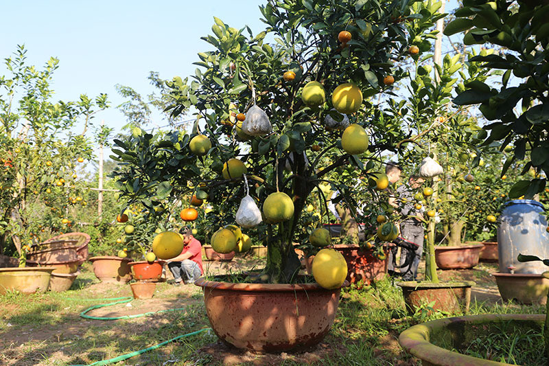 Mỗi cây được ghép thêm từ 5-10 loại quả khác nhau.