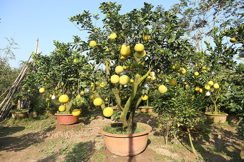 Giá mỗi cây từ 1,5 triệu đến 10 triệu đồng.