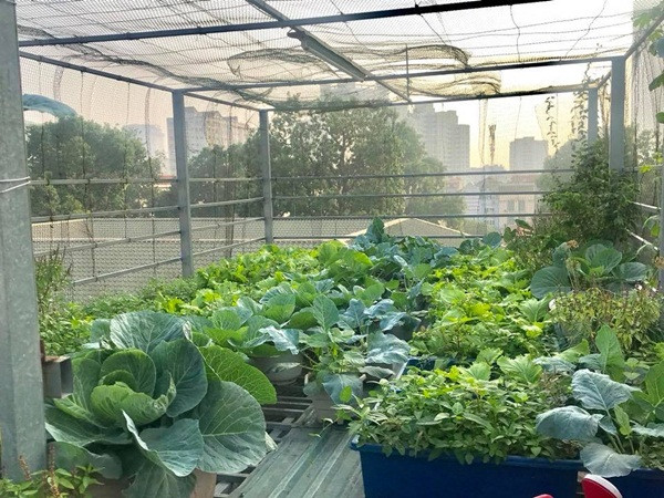 Ngày nay, những mảnh vườn trên sân thượng xuất hiện ngày càng phổ biến. Tuy nhiên, không phải ai cũng biết cách làm và kiên trì đến ngày thu quả ngọt. Vốn là giảng viên đại học với khối lượng công việc lớn, rất ít thời gian rảnh rỗi nhưng với niềm đam mê của mình, chị Huyền đã khéo léo tận dụng quỹ thời gian ít ỏi để chăm chút cho mảnh vườn nhỏ.