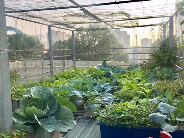 Ngày nay, những mảnh vườn trên sân thượng xuất hiện ngày càng phổ biến. Tuy nhiên, không phải ai cũng biết cách làm và kiên trì đến ngày thu quả ngọt. Vốn là giảng viên đại học với khối lượng công việc lớn, rất ít thời gian rảnh rỗi nhưng với niềm đam mê của mình, chị Huyền đã khéo léo tận dụng quỹ thời gian ít ỏi để chăm chút cho mảnh vườn nhỏ.