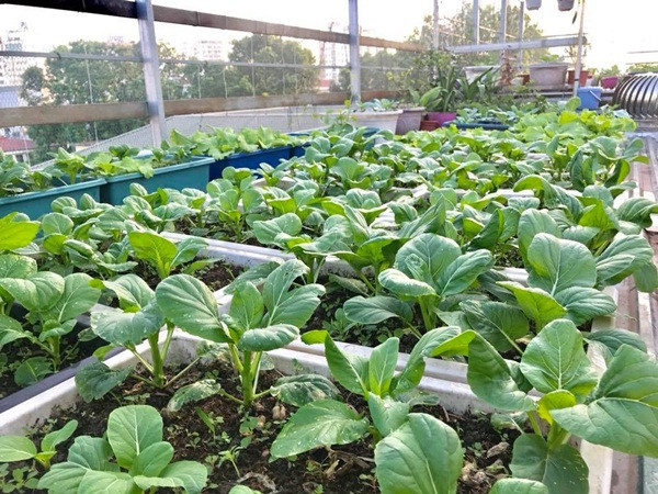 Chị Huyền cho biết, khi bắt đầu cải tạo sân thượng thành vườn cây chị đã thuê công ty dịch vụ làm vườn đến dỡ mái, làm giàn, giá, cung cấp đất, phân bón… Sau khi hoàn tất khâu thi công chị bắt đầu chọn giống và tự tay trồng, chăm sóc từ lứa đầu tiên. Vườn rau của chị Thanh Huyền trồng khá đa dạng các loại rau. Mùa nào thức nấy, mùa hè thì chị trồng rau muống, mướp, bí xanh… Mùa đông thì có su hào, bắp cải, các loại rau cải ăn lá, xà lách, mướp đắng… Ngoài ra, chị còn trồng thêm các loại rau thơm, chanh, ớt và cây gia vị.