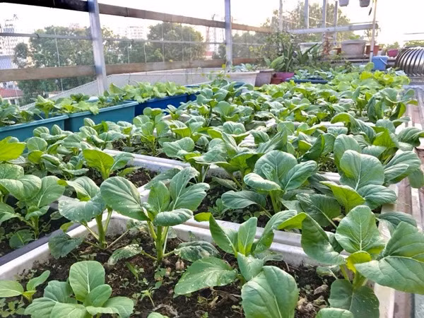 Chị Huyền cho biết, khi bắt đầu cải tạo sân thượng thành vườn cây chị đã thuê công ty dịch vụ làm vườn đến dỡ mái, làm giàn, giá, cung cấp đất, phân bón… Sau khi hoàn tất khâu thi công chị bắt đầu chọn giống và tự tay trồng, chăm sóc từ lứa đầu tiên. Vườn rau của chị Thanh Huyền trồng khá đa dạng các loại rau. Mùa nào thức nấy, mùa hè thì chị trồng rau muống, mướp, bí xanh… Mùa đông thì có su hào, bắp cải, các loại rau cải ăn lá, xà lách, mướp đắng… Ngoài ra, chị còn trồng thêm các loại rau thơm, chanh, ớt và cây gia vị.