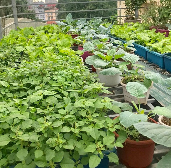 Rất đa dạng các loại rau như su hào, bắp cải, rau dền, rau muống, rau thơm...