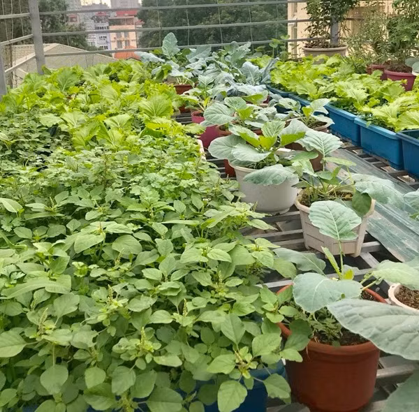 Rất đa dạng các loại rau như su hào, bắp cải, rau dền, rau muống, rau thơm...