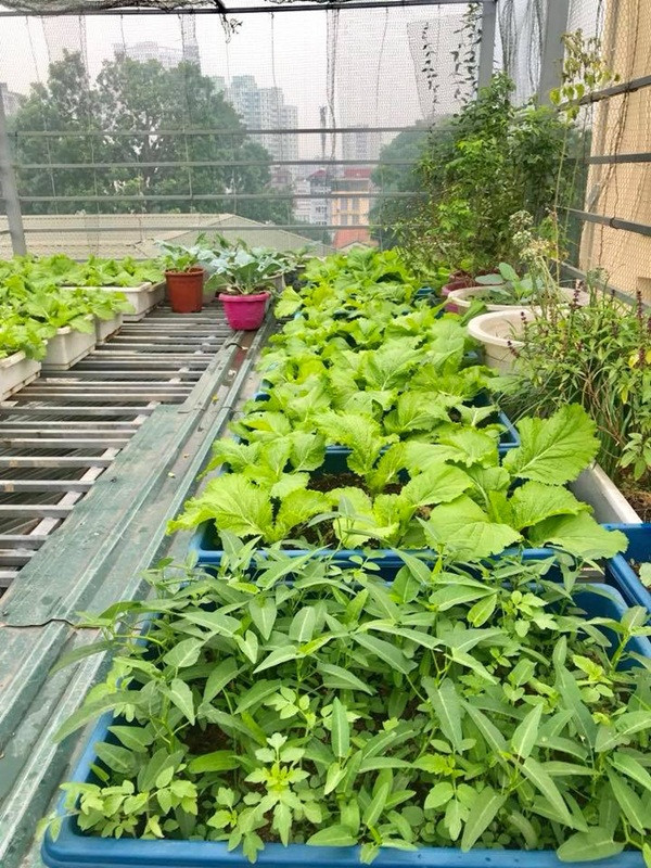 Chị Huyền cho biết, rau trồng phục vụ nhu cầu thực phẩm của gia đình nên chị Huyền rất lưu tâm đến việc lựa chọn đất sạch, phân hữu cơ cho cây. Các loại cây ăn quả là những loại khó trồng nhất vì nó cần nhiều nước và dinh dưỡng nên ngày nào cũng phải tưới. Đối với các loại rau thì dễ hơn nhiều, chỉ cần quây lưới để ngăn các loài động vật như chim, dơi đến phá rau.