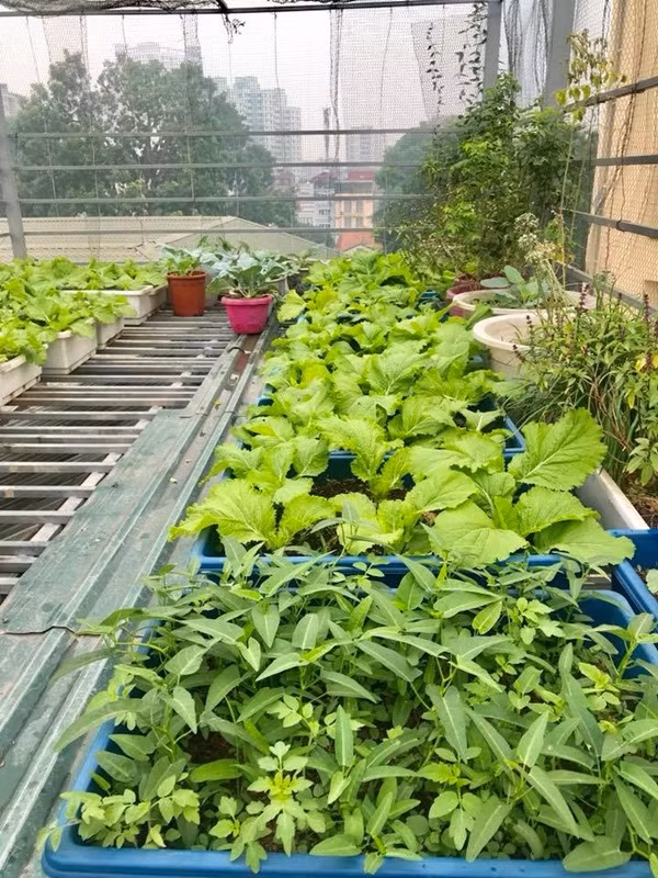 Chị Huyền cho biết, rau trồng phục vụ nhu cầu thực phẩm của gia đình nên chị Huyền rất lưu tâm đến việc lựa chọn đất sạch, phân hữu cơ cho cây. Các loại cây ăn quả là những loại khó trồng nhất vì nó cần nhiều nước và dinh dưỡng nên ngày nào cũng phải tưới. Đối với các loại rau thì dễ hơn nhiều, chỉ cần quây lưới để ngăn các loài động vật như chim, dơi đến phá rau.