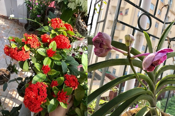 Chị Huyền vui vẻ cho biết, muốn có một bữa ăn an toàn thì tự mình phải trồng rau, tuy nhiên không phải ai cũng có đam mê với cây cối, rau cỏ. Việc trồng rau không chỉ đơn thuần là vì mục đích cung cấp thực phẩm sạch cho gia đình mà còn là niềm vui, niềm say mê của bản thân chị. Chính vì vậy, mỗi vụ rau nữ giảng viên đại học này thường trồng nhiều rồi chia sẻ cho người thân, bạn bè, đồng nghiệp. Chị quan niệm rằng khi mang lại niềm vui cho người khác cũng chính là mang lại niềm vui cho mình.