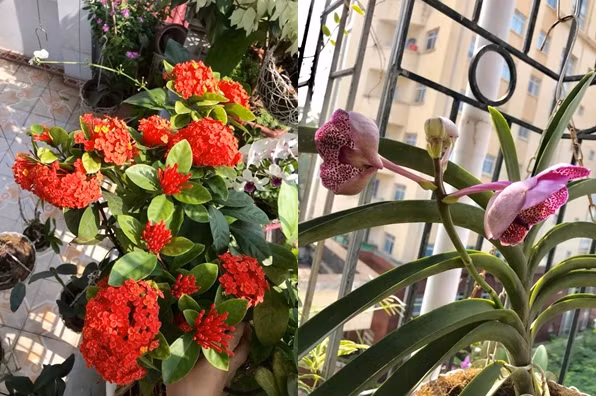 Chị Huyền vui vẻ cho biết, muốn có một bữa ăn an toàn thì tự mình phải trồng rau, tuy nhiên không phải ai cũng có đam mê với cây cối, rau cỏ. Việc trồng rau không chỉ đơn thuần là vì mục đích cung cấp thực phẩm sạch cho gia đình mà còn là niềm vui, niềm say mê của bản thân chị. Chính vì vậy, mỗi vụ rau nữ giảng viên đại học này thường trồng nhiều rồi chia sẻ cho người thân, bạn bè, đồng nghiệp. Chị quan niệm rằng khi mang lại niềm vui cho người khác cũng chính là mang lại niềm vui cho mình.