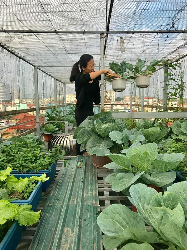Chia sẻ bí quyết trồng rau sạch cho các gia đình thành thị, chị Huyền bật mí, sau mỗi vụ trồng chị Huyền sẽ xới đất lên phơi, để ải khoảng 1 tuần hoặc 10 ngày, sau đó bổ sung phân bò, gà và phân vi sinh để bổ sung chất dinh dưỡng. Nên tưới rau đều đặn hàng ngày vào buổi sáng và buổi tối. Với các loại rau, hoa trồng chậu treo trên cao thì đất trồng phải mịn, thoát nước tốt. Mặc dù diện tích vườn rau không lớn nhưng do khéo léo sắp xếp, bài trí thành 2 tầng nên khi vườn treo “Made by chị Huyền” lúc nào cũng xum xuê các loại rau, củ, quả và hoa thơm ngát. Đã mấy năm nay, gia đình chị Huyền không phải đi chợ mua rau mà được thưởng thức rau quả tươi, sạch nhà tự trồng ngay giữa chốn thành thị.