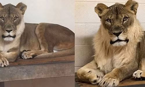 Sư tử cái Bridget mọc bờm như giống đực. Ảnh: Oklahoma City Zoo. Sư tử cái Bridget mọc bờm như giống đực. Ảnh: Oklahoma City Zoo.