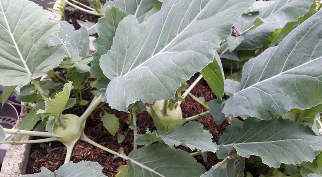 Để đảm bảo nguồn thực phẩm thực sự sạch, chị chăm bón cho cây bằng phân hữu cơ là chủ yếu. Nước rửa chuồng gà, phân gà được tận dụng để bón đất, và các rác nhà bếp như vỏ rau, củ quả được ủ để tưới rau. Hằng ngày, chị cũng tưới cây bằng nước gạo, nước rửa thịt, cá, tôm...