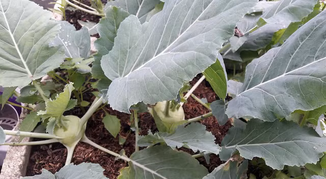 Để đảm bảo nguồn thực phẩm thực sự sạch, chị chăm bón cho cây bằng phân hữu cơ là chủ yếu. Nước rửa chuồng gà, phân gà được tận dụng để bón đất, và các rác nhà bếp như vỏ rau, củ quả được ủ để tưới rau. Hằng ngày, chị cũng tưới cây bằng nước gạo, nước rửa thịt, cá, tôm...