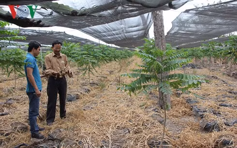 Ông Hoàng Duy Hoàn có nguy cơ mất trắng 300 triệu đồng đầu tư gừng vì gừng đang có dấu hiệu thối mà không tìm được đầu ra.