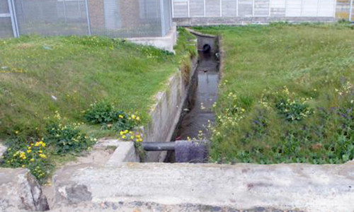 Dem kinh hoang suyt bi yeu rau xanh giet chet cua be gai 9 tuoi