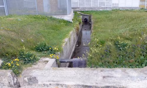 Dem kinh hoang suyt bi yeu rau xanh giet chet cua be gai 9 tuoi