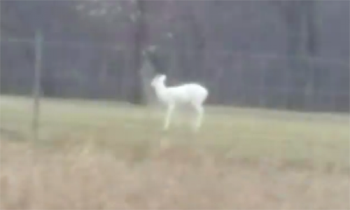 Ảnh nai trắng ở Michigan, Mỹ.