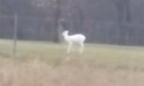 Ảnh nai trắng ở Michigan, Mỹ.