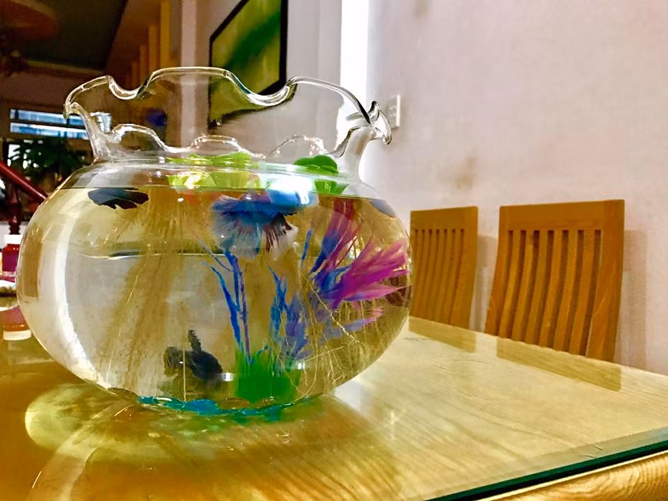 Lac vao khong gian song sang trong cua 