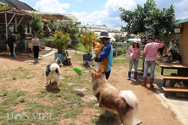 Chủ nhân của trang trại chó này là 9X Lê Minh Trí. Anh Trí cho biết, trang trại của anh có 48 chú chó với nhiều loại giống khác nhau như Alaska, Akita, Cookies, Corgy, Poodle...