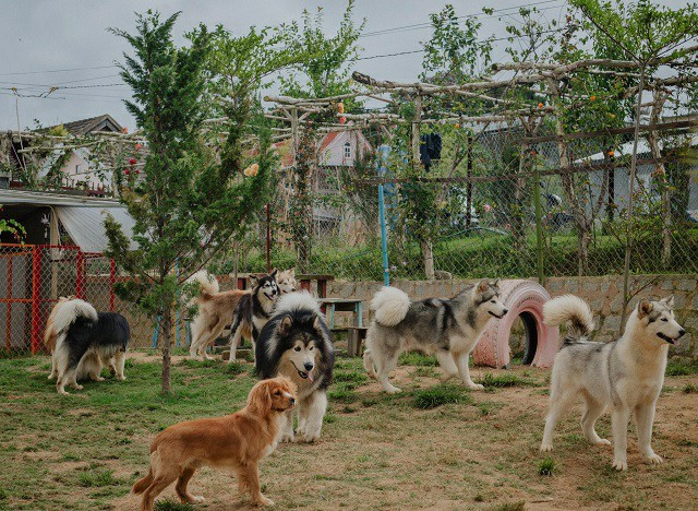 Một buổi sáng bình yên trong trang trại, du khách ngồi uống nước và ngắm những chú chó nô đùa giữa không gian thoáng mát sẽ xua đi bao nỗi muộn phiền trong cuộc sống hàng ngày (ảnh nhân vật cung cấp).