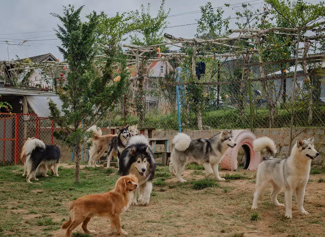 Một buổi sáng bình yên trong trang trại, du khách ngồi uống nước và ngắm những chú chó nô đùa giữa không gian thoáng mát sẽ xua đi bao nỗi muộn phiền trong cuộc sống hàng ngày (ảnh nhân vật cung cấp).