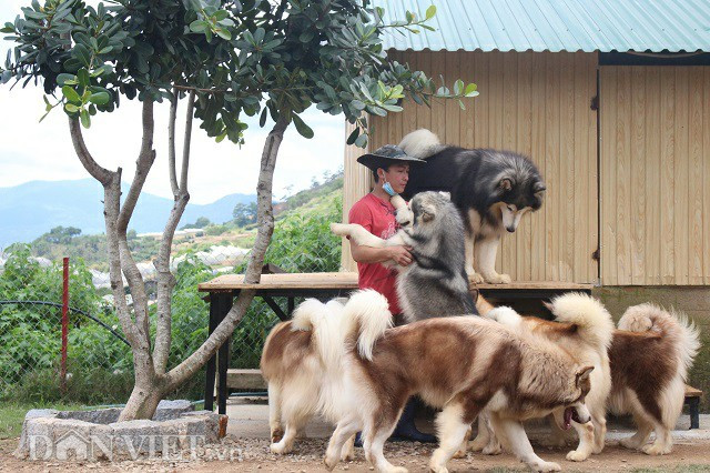 Hiện nay, tại trang trại của anh Trí có 48 con chó, trong đó có tới 20 con giống Alaska. Tổng giá trị lên đến trên 2 tỷ đồng. Mỗi ngày, Minh Trí thức dậy từ 5h30 để dọn vệ sinh chuồng trại, tới 6h30 sẽ cho chó phơi nắng và vệ sinh lông, tắm rửa, đến 9h sẽ thả ra sân cho chơi đùa với khách tham quan.