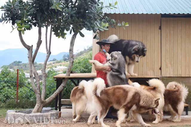 Hiện nay, tại trang trại của anh Trí có 48 con chó, trong đó có tới 20 con giống Alaska. Tổng giá trị lên đến trên 2 tỷ đồng. Mỗi ngày, Minh Trí thức dậy từ 5h30 để dọn vệ sinh chuồng trại, tới 6h30 sẽ cho chó phơi nắng và vệ sinh lông, tắm rửa, đến 9h sẽ thả ra sân cho chơi đùa với khách tham quan.