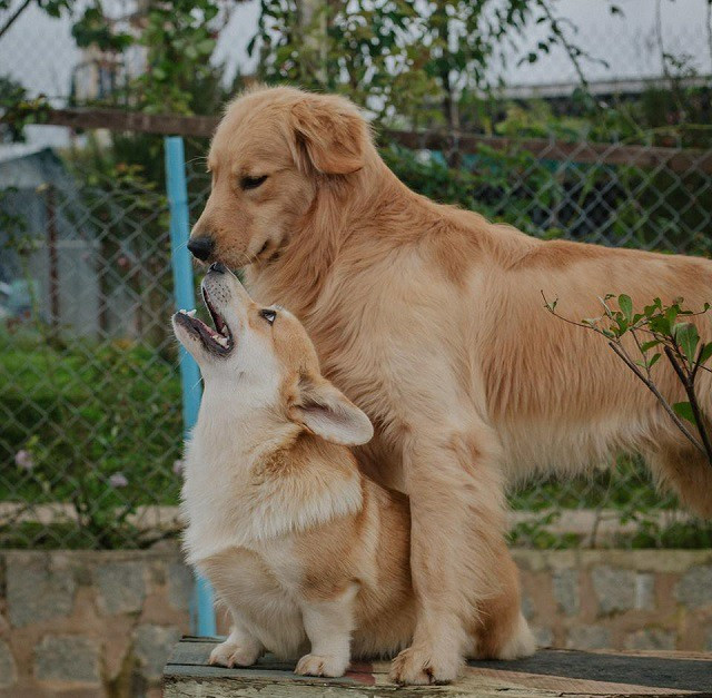 Khung cảnh bình yên và vô cùng dễ thương của hai chú chó có tên Phèn và Hoa (ảnh nhân vật cung cấp).