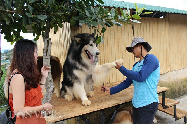 Hàng ngày, anh Trí trải lông cho những "đứa con tinh thần" của mình. "Muốn cho chó có bộ lông mượt và đẹp, mình phải chải lông cho chúng thường xuyên. Đồng thời, cho chúng ăn những thức ăn như dầu cá, trứng vịt lộn, lòng đỏ trứng gà sống...để bổ sung dưỡng chất, vitamin, axit béo, protein giúp chúng có bộ lông óng mượt, khỏe khoắn" anh Trí chia sẻ.