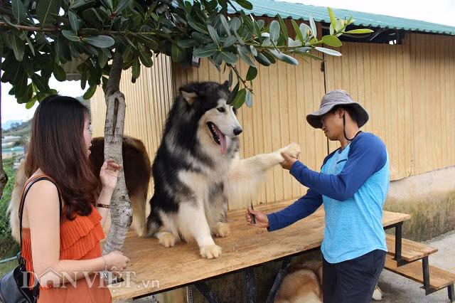 Hàng ngày, anh Trí trải lông cho những "đứa con tinh thần" của mình. "Muốn cho chó có bộ lông mượt và đẹp, mình phải chải lông cho chúng thường xuyên. Đồng thời, cho chúng ăn những thức ăn như dầu cá, trứng vịt lộn, lòng đỏ trứng gà sống...để bổ sung dưỡng chất, vitamin, axit béo, protein giúp chúng có bộ lông óng mượt, khỏe khoắn" anh Trí chia sẻ.